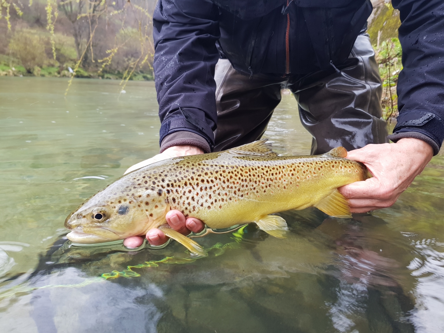 Idrijca Bachforelle Flyfishingtravel