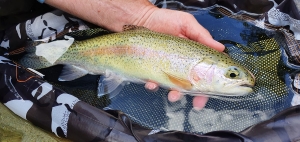 rainbow trout lepena