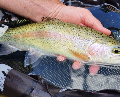 rainbow trout lepena