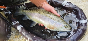 rainbow trout slovenia