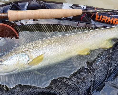 marble trout slovenia