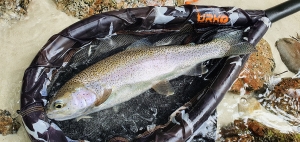 rainbow trout slovenia